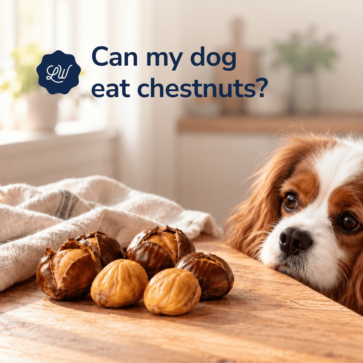 Can My Dog Eat Chestnuts?