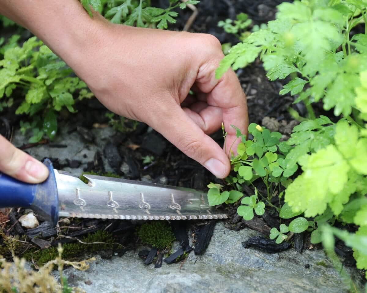 6-Tips-for-Controlling-Weeds-in-Your-Flower-Garden-Longfield-Gardens