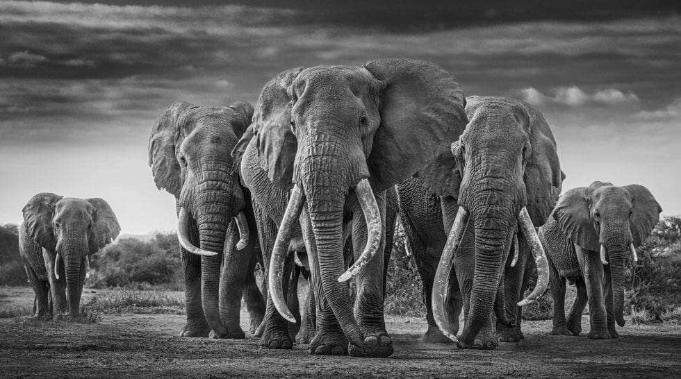 EXHIBITION OF DAVID YARROW | WILD HEROES | 08 JULY - 23 DECEMBER 2020