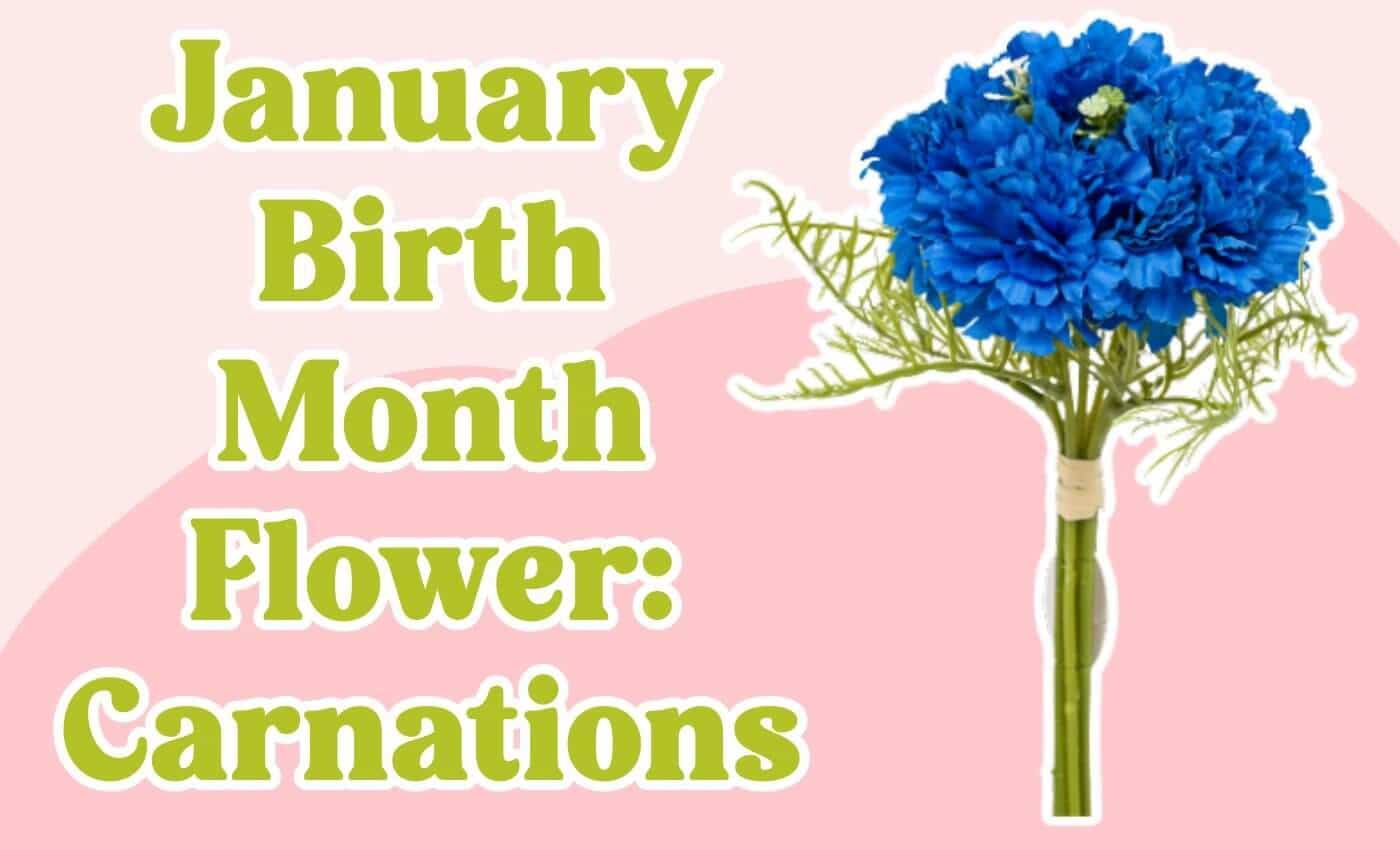 January Birth Month Flower: Introducing the Carnation