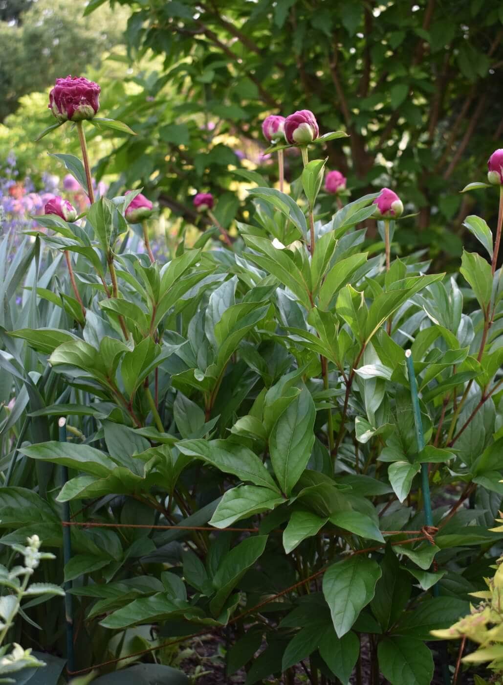 4 ways to support peonies from falling over longfield gardens