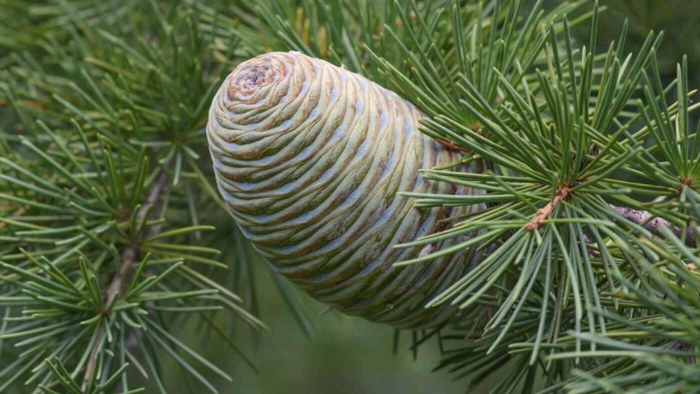 Himalayan Cedarwood Essential Oil