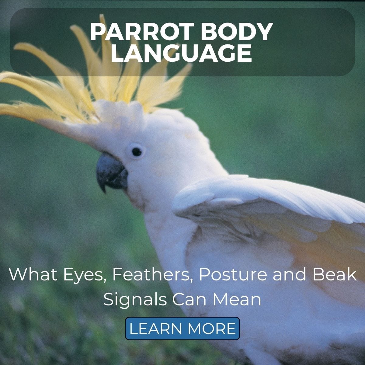 Parrot body language shown by a cockatoo with raised crest, highlighting eye, feather, posture and beak signals.