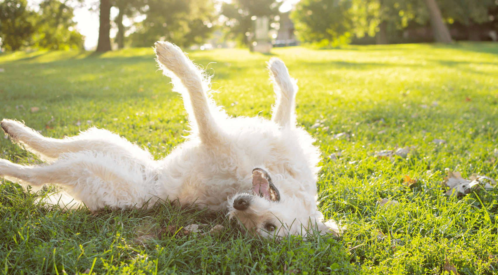 Why Do Dogs Roll In Poop?