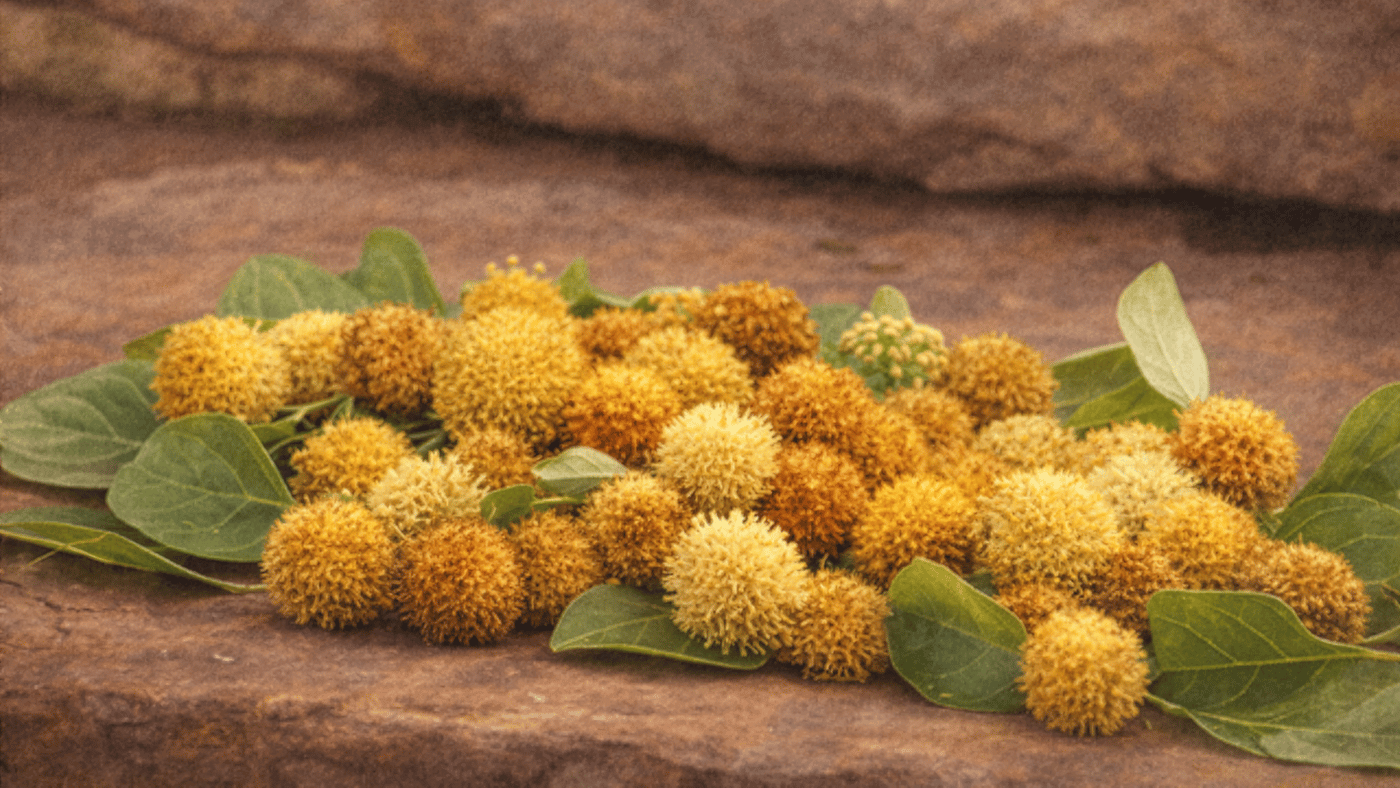 The Cadamba Flower — Golden Globes of Nectar