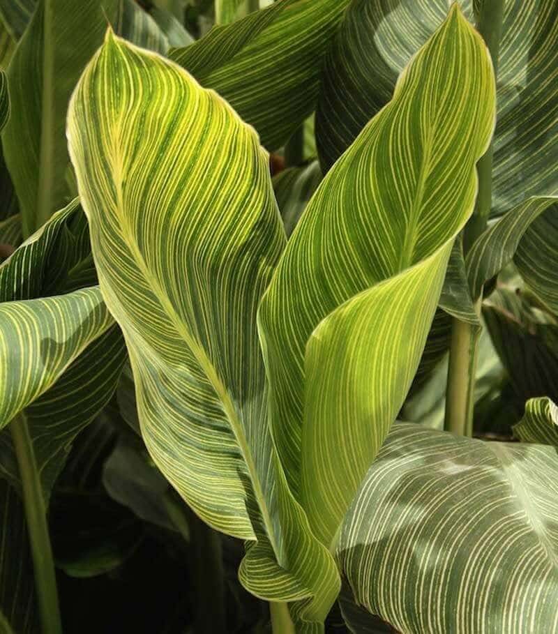 Fresh Ideas for Growing Cannas in Your Garden—Longfield-Gardens