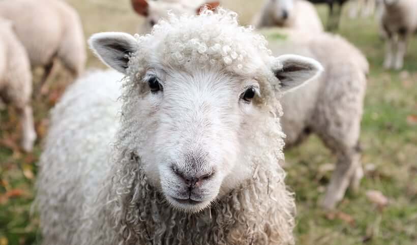 White sheep with curly wool coat looking at camera in pastoral setting, representing natural lanolin source for skincare