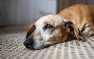 The Cancer Rate in Dogs is Increasing