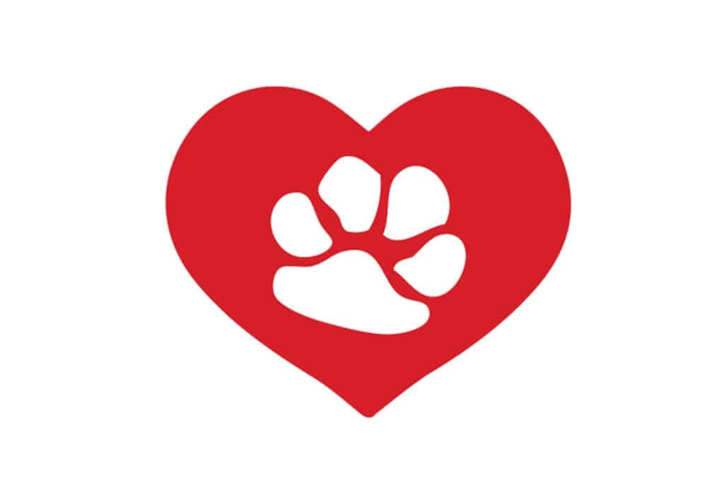What Does It Take To Run An Animal Shelter?