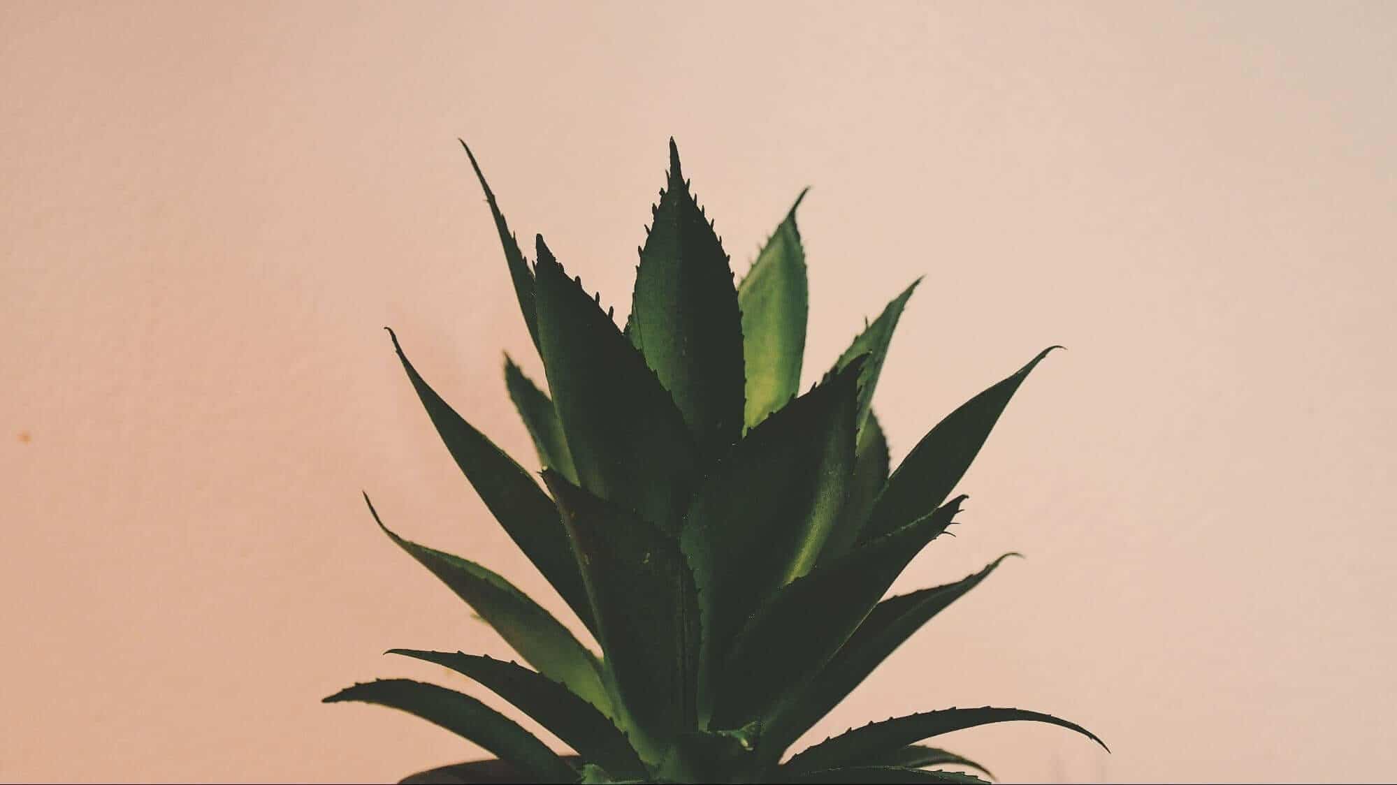 Spiky green aloe plant against a pinkish wall.