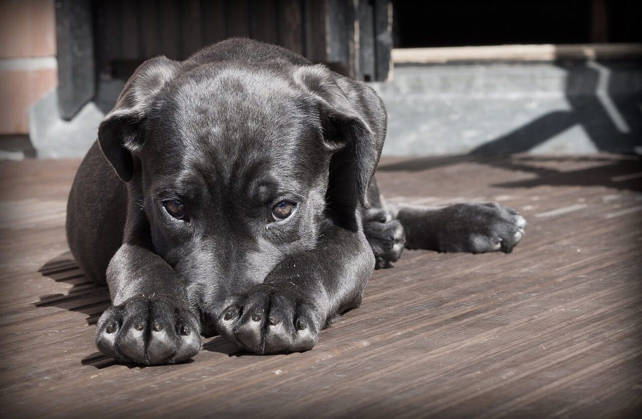 Cherry Eye In Dogs