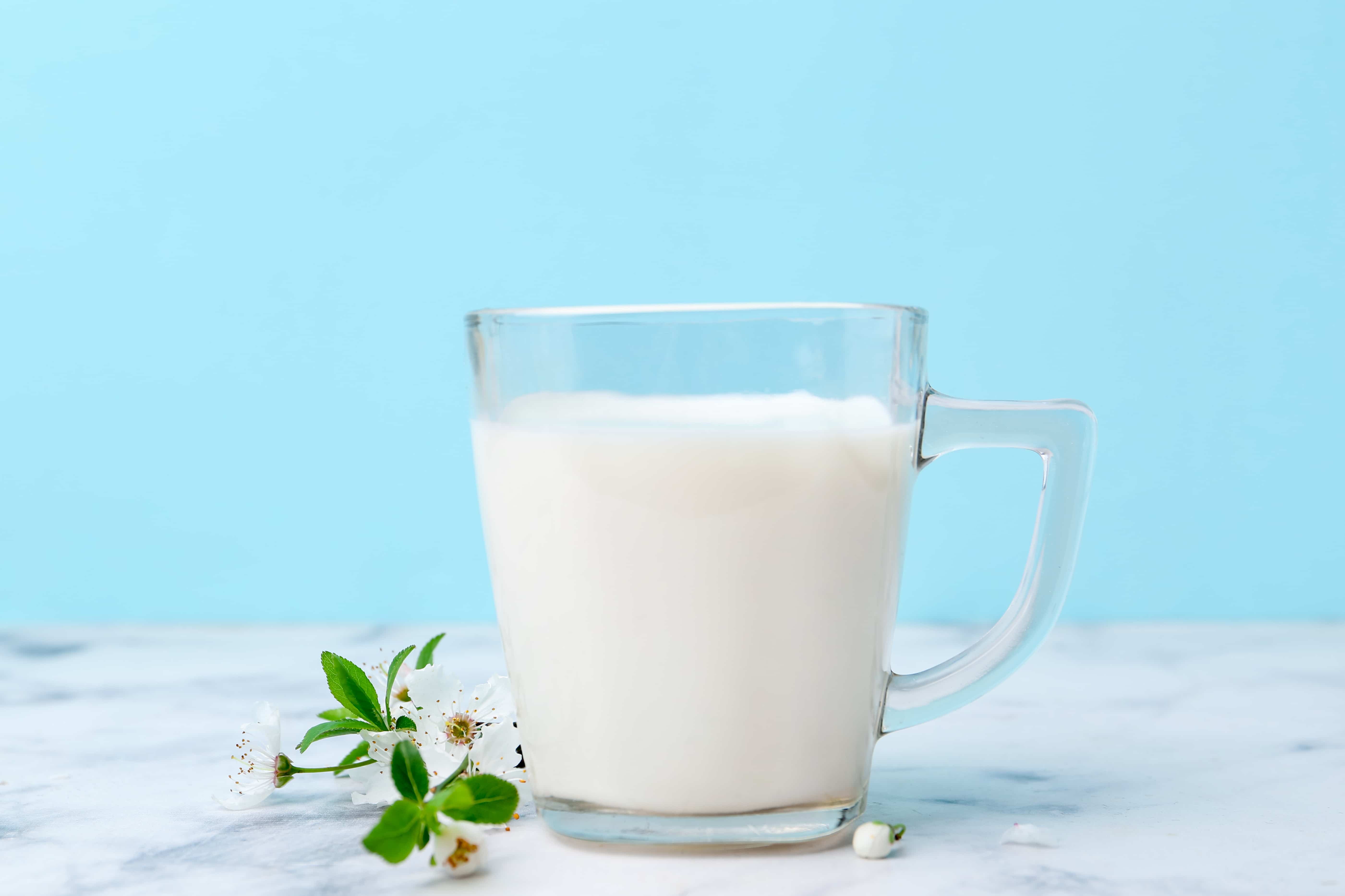 Camel milk easier to digest