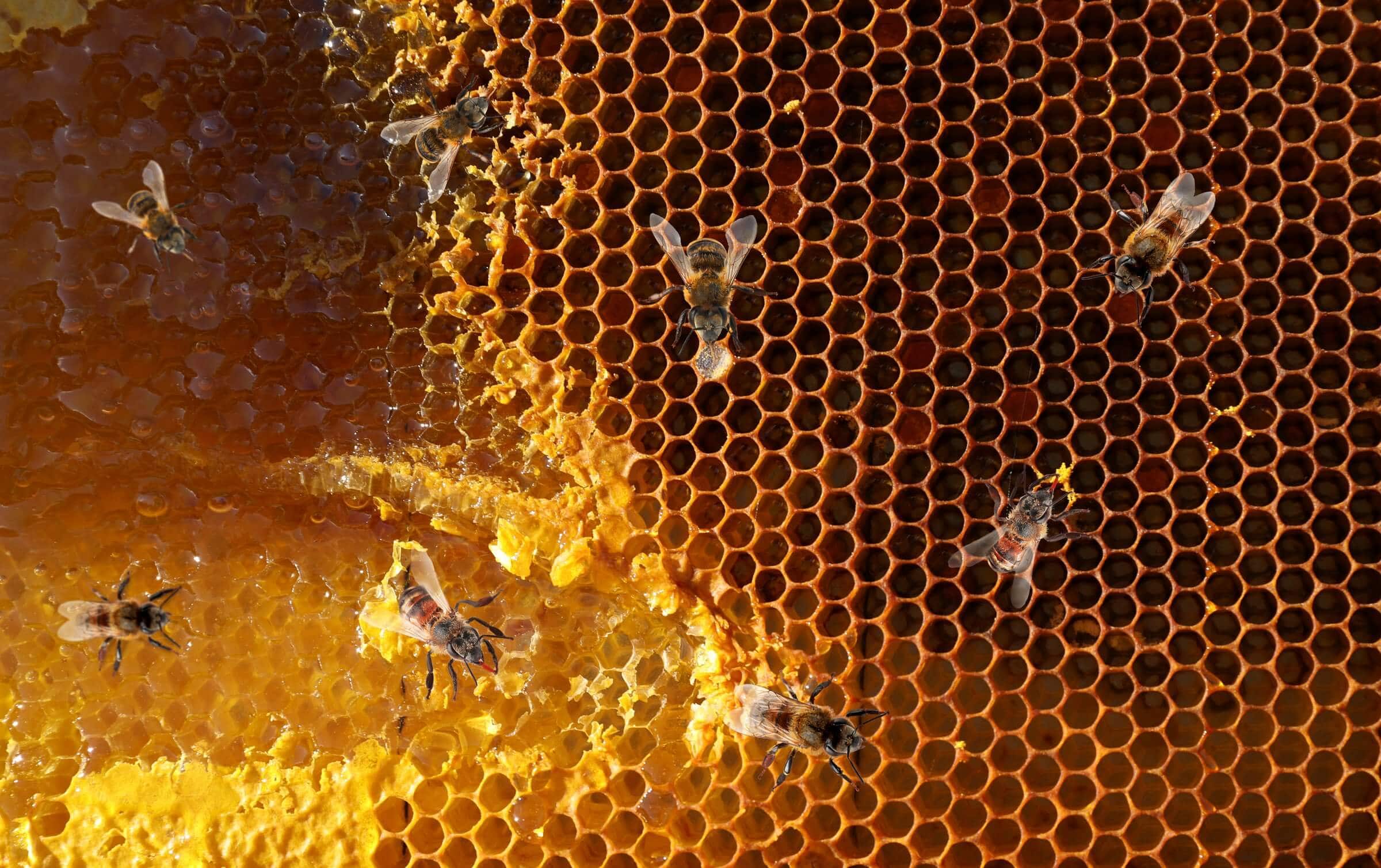 Can You Harvest Uncapped Honey?