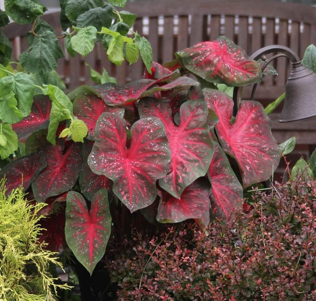 Sun Tolerant Caladiums - Longfield Gardens