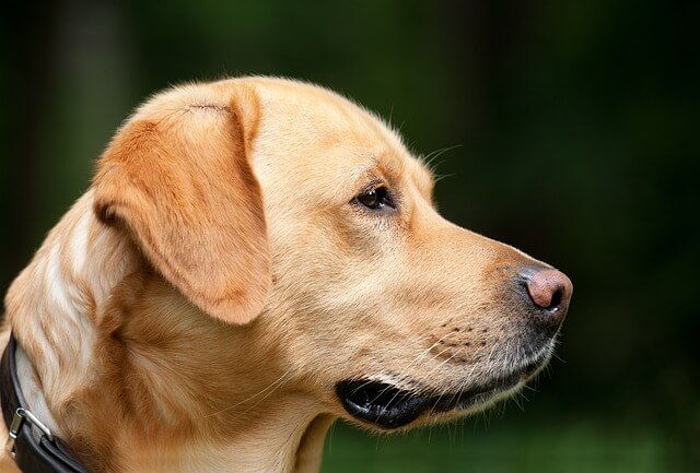 Are Shock Collars Bad For Dogs?