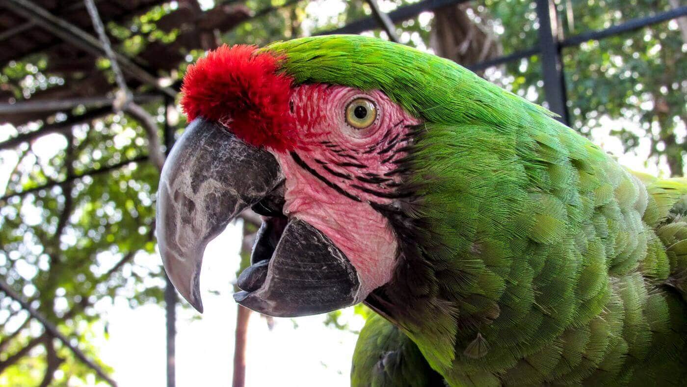 Macaw Parrot in Outside Aviary