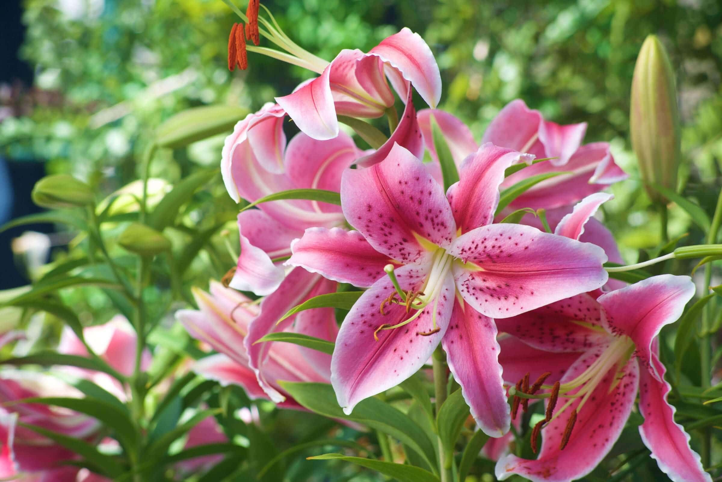 White Amaryllis Elegant Flowers for Mid-Winter - Longfield Gardens