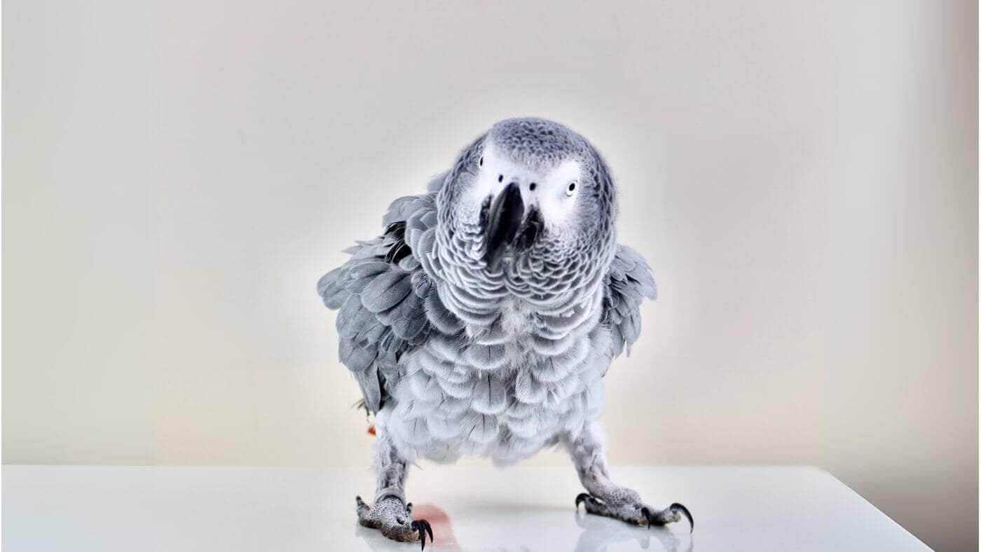 Sick Parrot