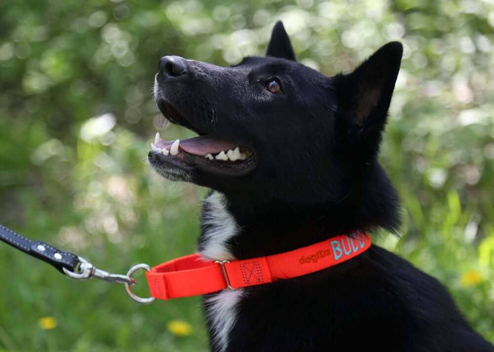 3 Benefits of a Nylon Dog Collar