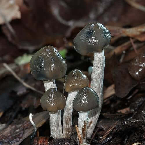 Mushrooms