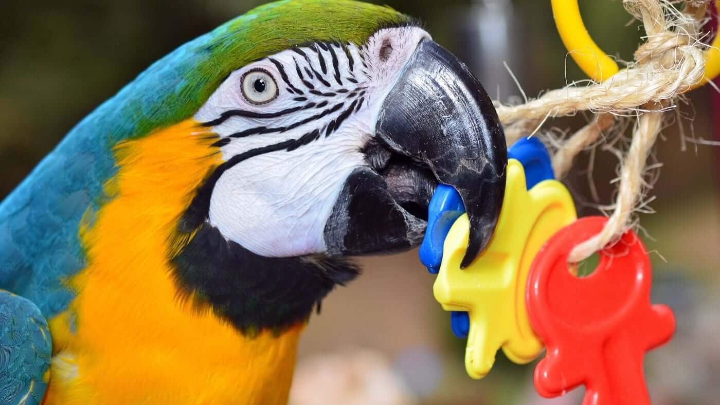 Macaw Parrot Chewing a Toy