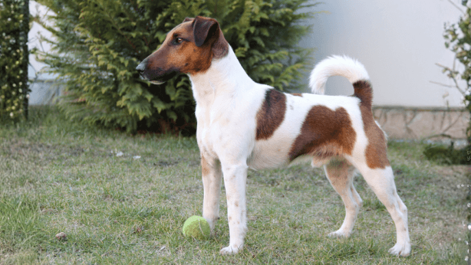 Smooth Fox Terrier Temperament