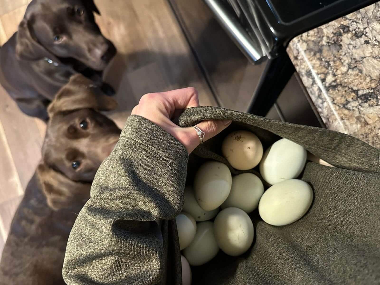 Things I Wish I Knew Before Getting Chickens