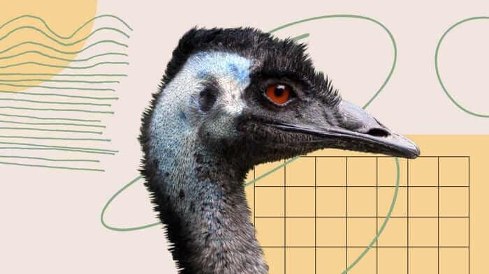 Emu head in profile with orange eye against abstract geometric background with charts and graphs
