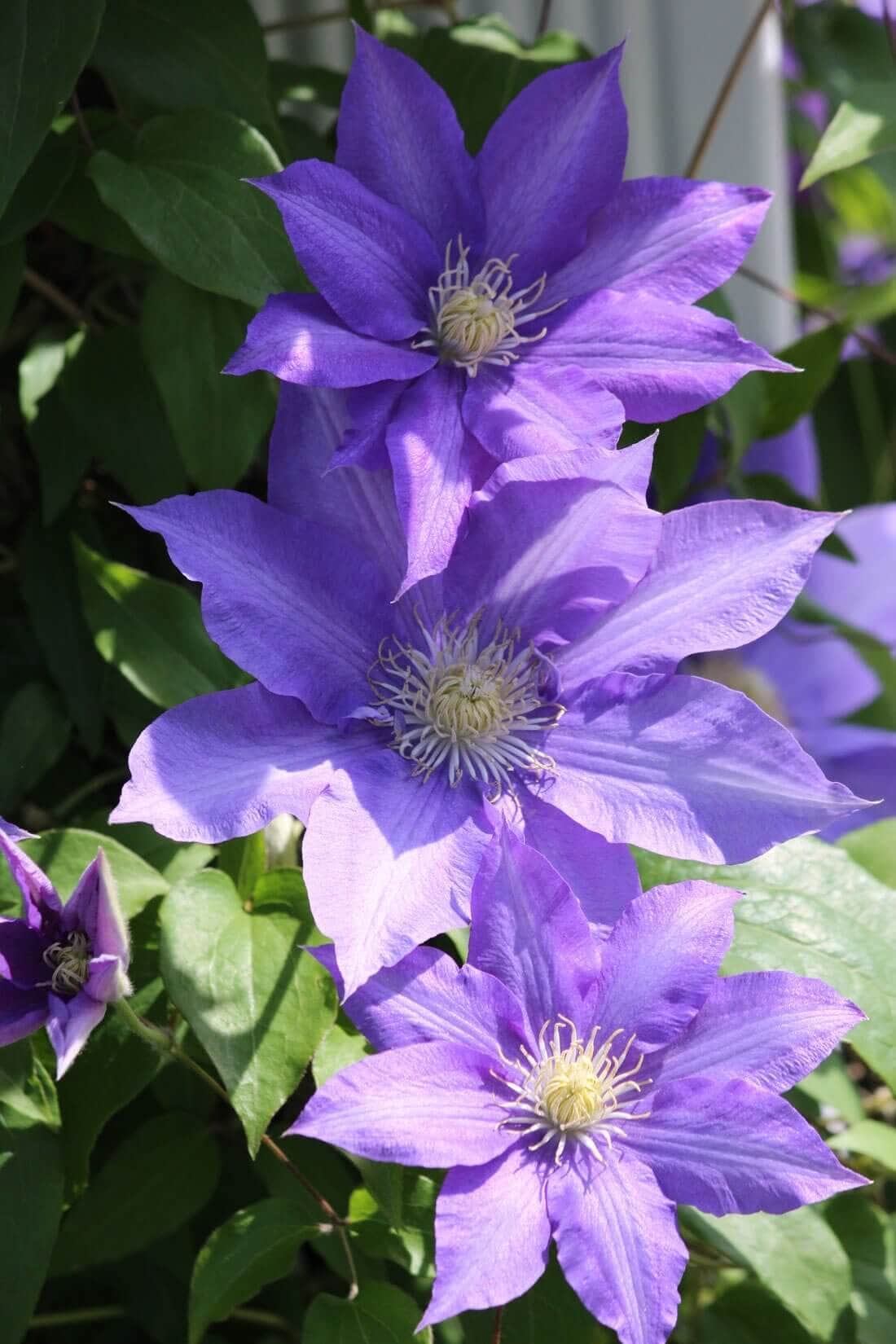 Sun or Shade: How Sunlight Affects Plants - Longfield Gardens