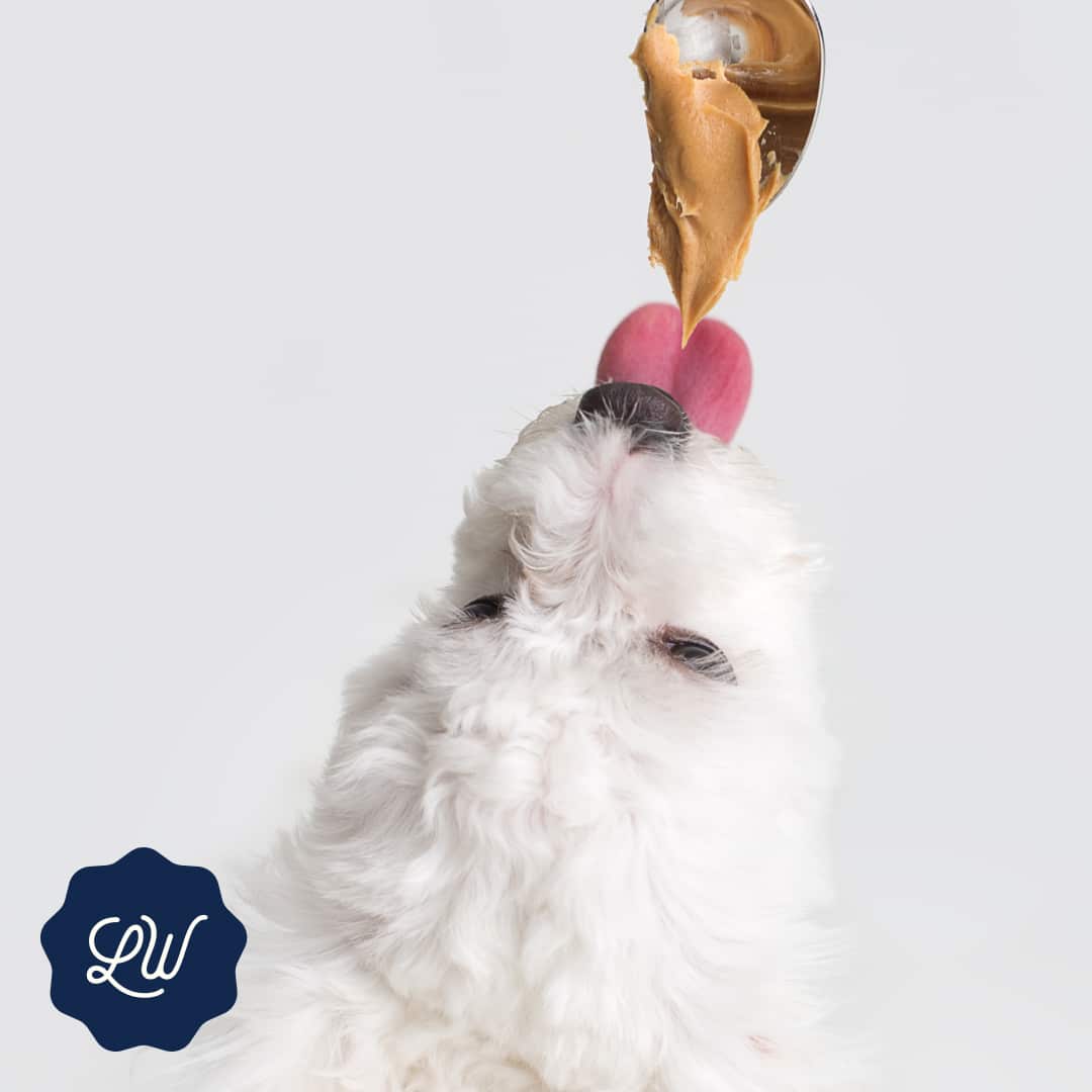 Peanut Butter for dogs? Understanding the Pros and Cons