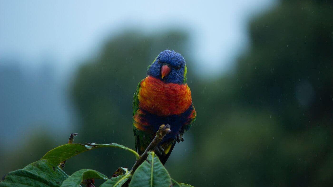 Rainbow Lorikeet in the rain