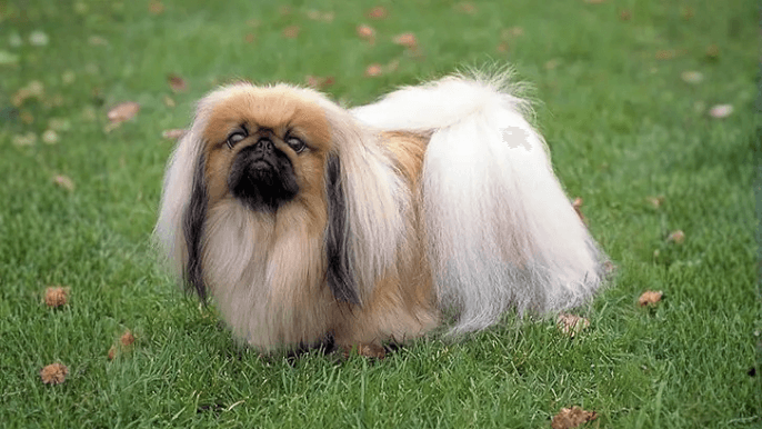 Pekingese Temperament