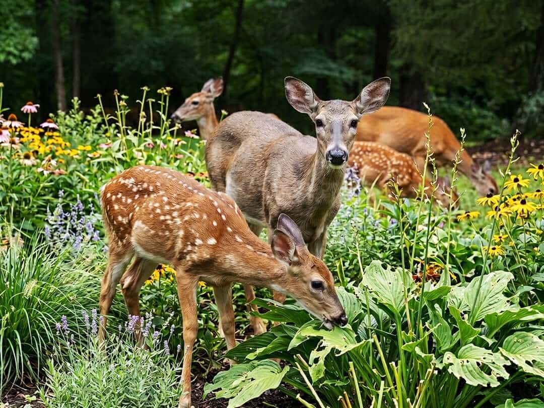 Multiple deer, including fawns, eat from a wild, sustainable garden.
