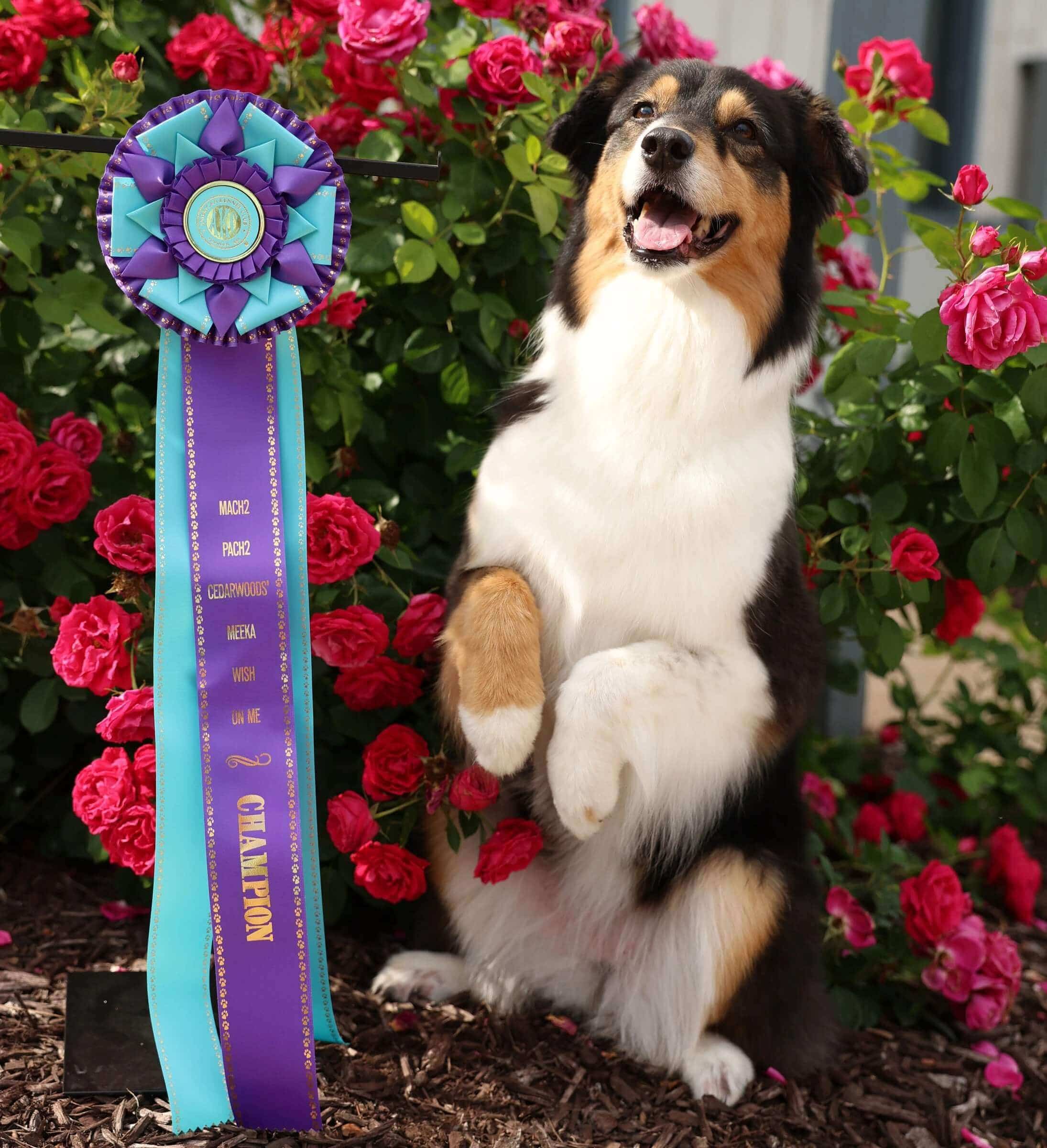 Dog show champions, including Australian Shepherd Meeka, proudly displays a customized agility rosette celebrating her award-winning career achievements and retirement.