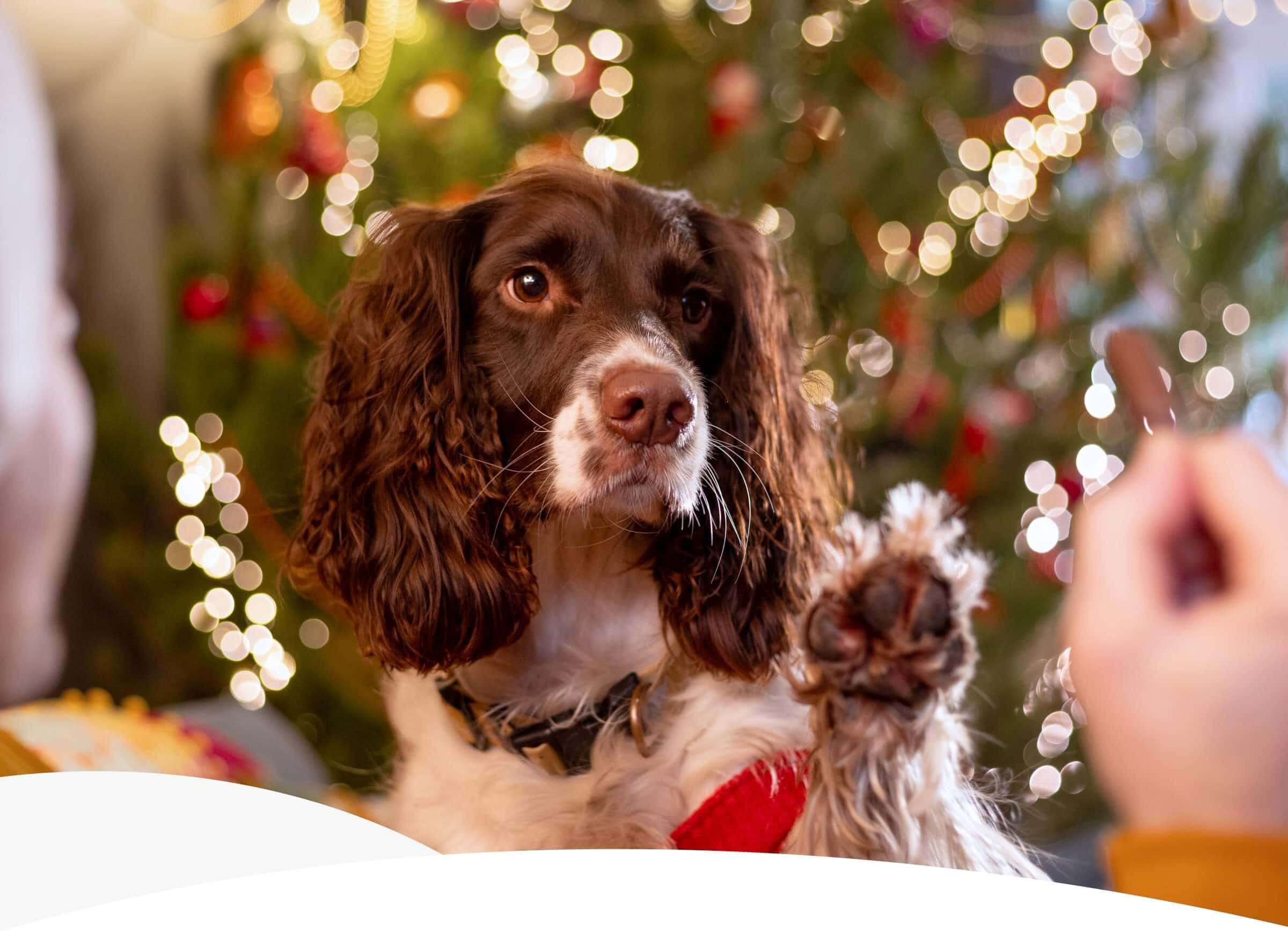 12 DAYS OF TREATS: A COUNTDOWN CALENDAR FOR DOGS