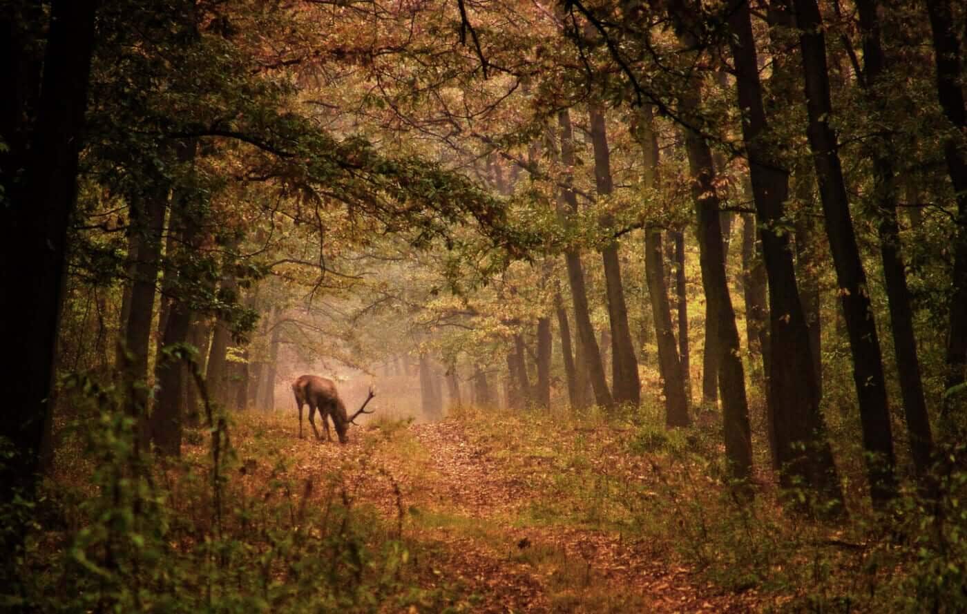STORYTIME: THE TALE OF HERNE THE HUNTER