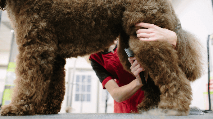 matted dog coat
