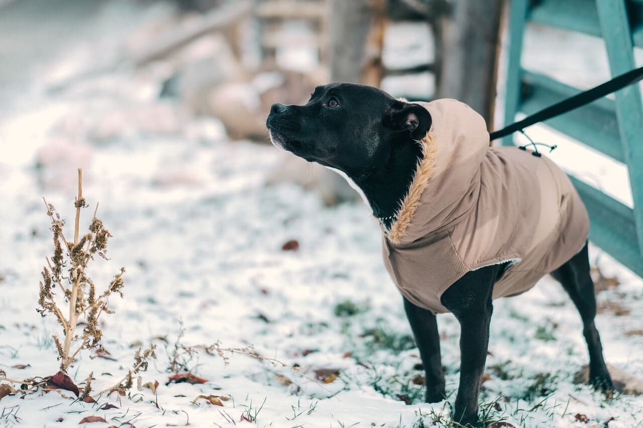 warm beds for outdoor dogs