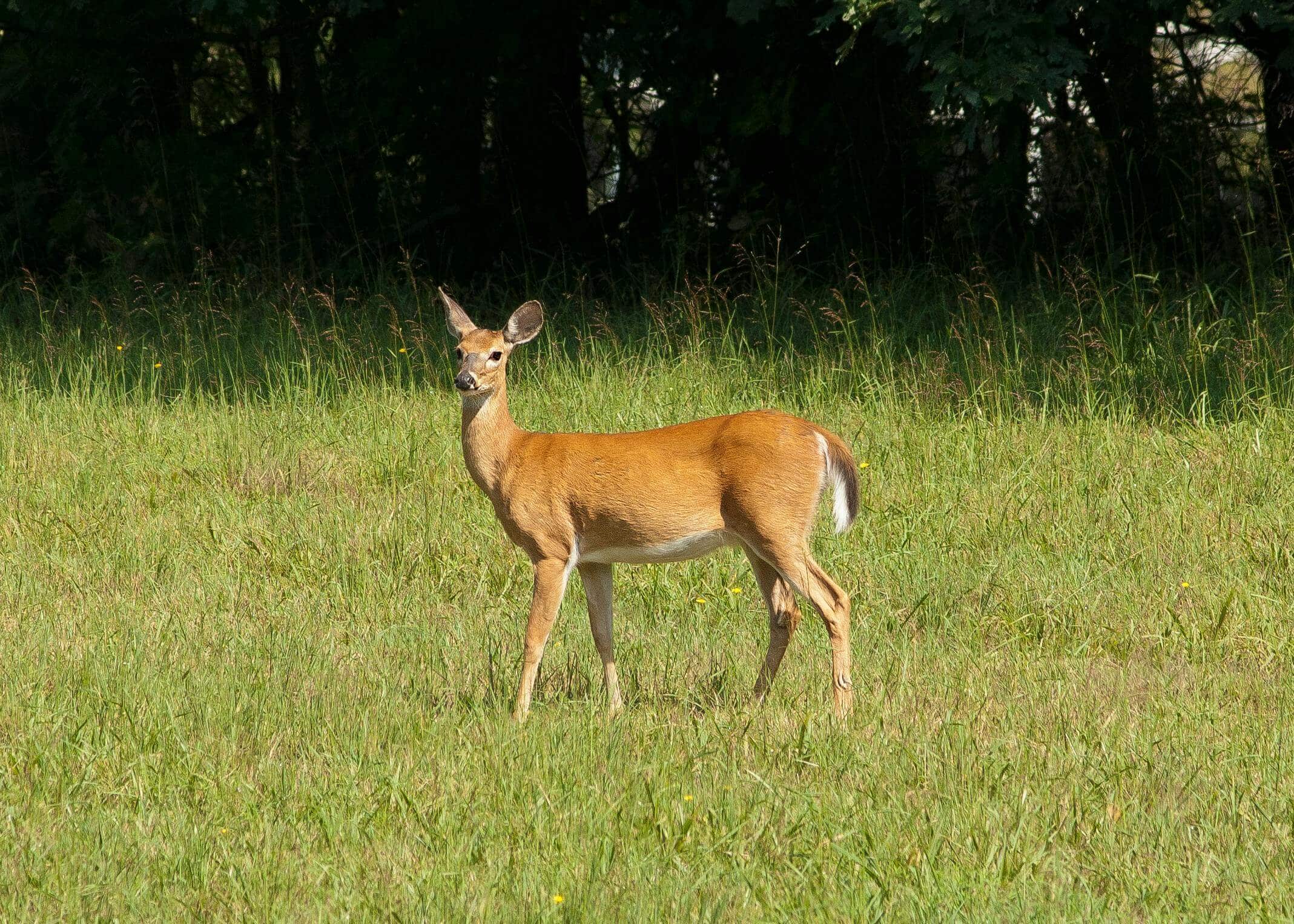 Wide shot of a doe standing in a field, staring into the distance.