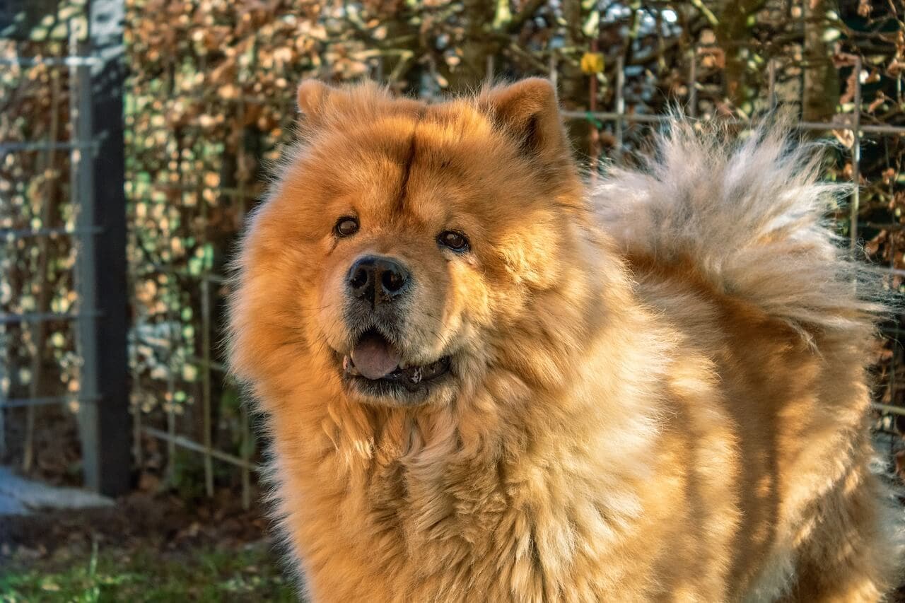 Chow Chow Information and Characteristics