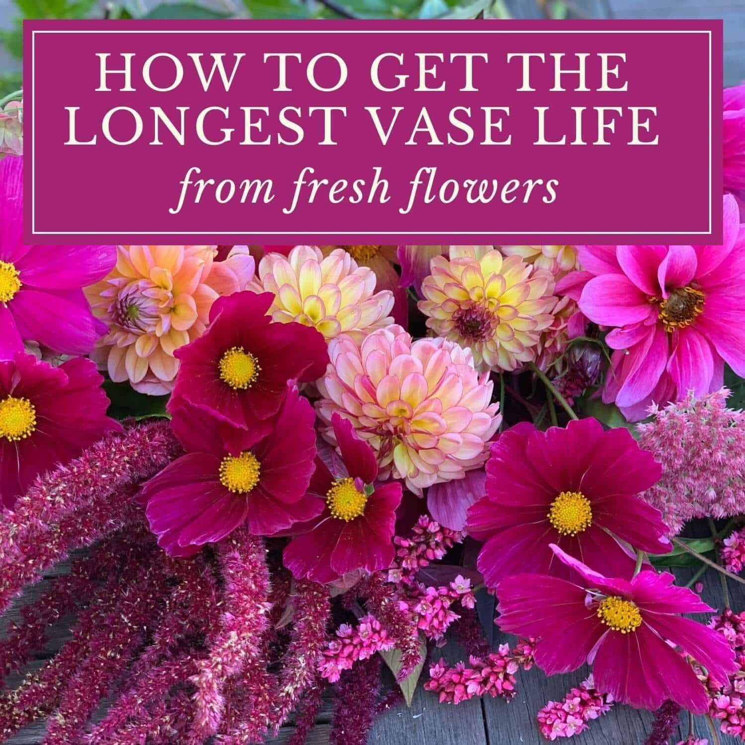 How to Get the Longest Vase Life from Fresh Cut Flowers - Longfield Gardens