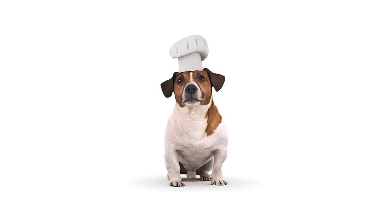 4 Fantastic Homemade Dog Food Recipes