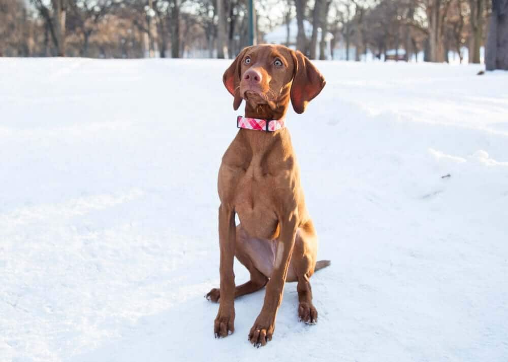 What Should You Do If You Find a Dog in the Cold?