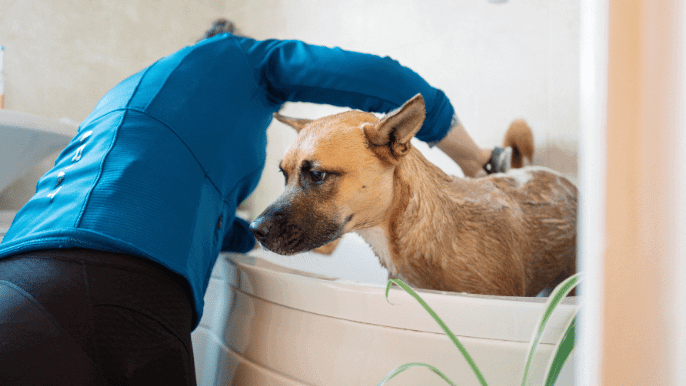 how often should you bathe your dog