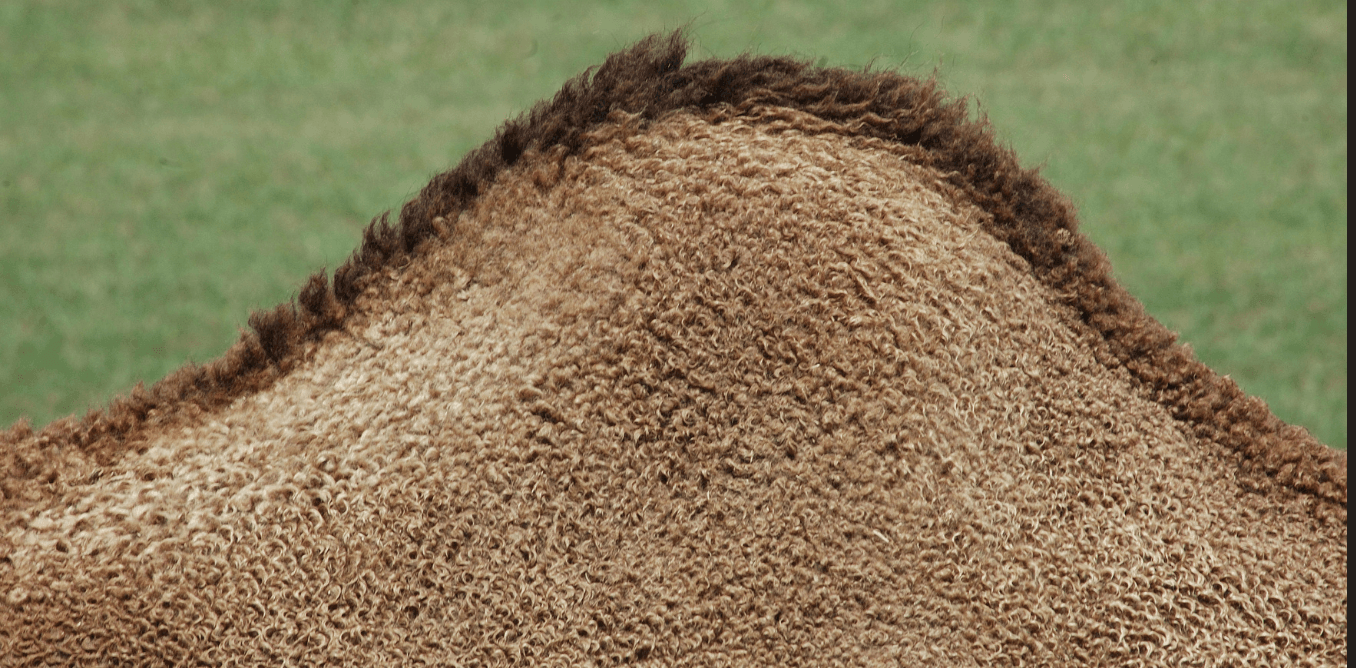 Facts about camels - Camel hump