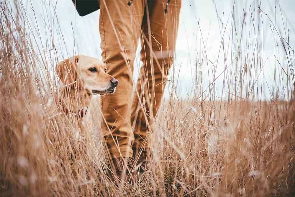 Hunting Dog Essentials for Your Dog