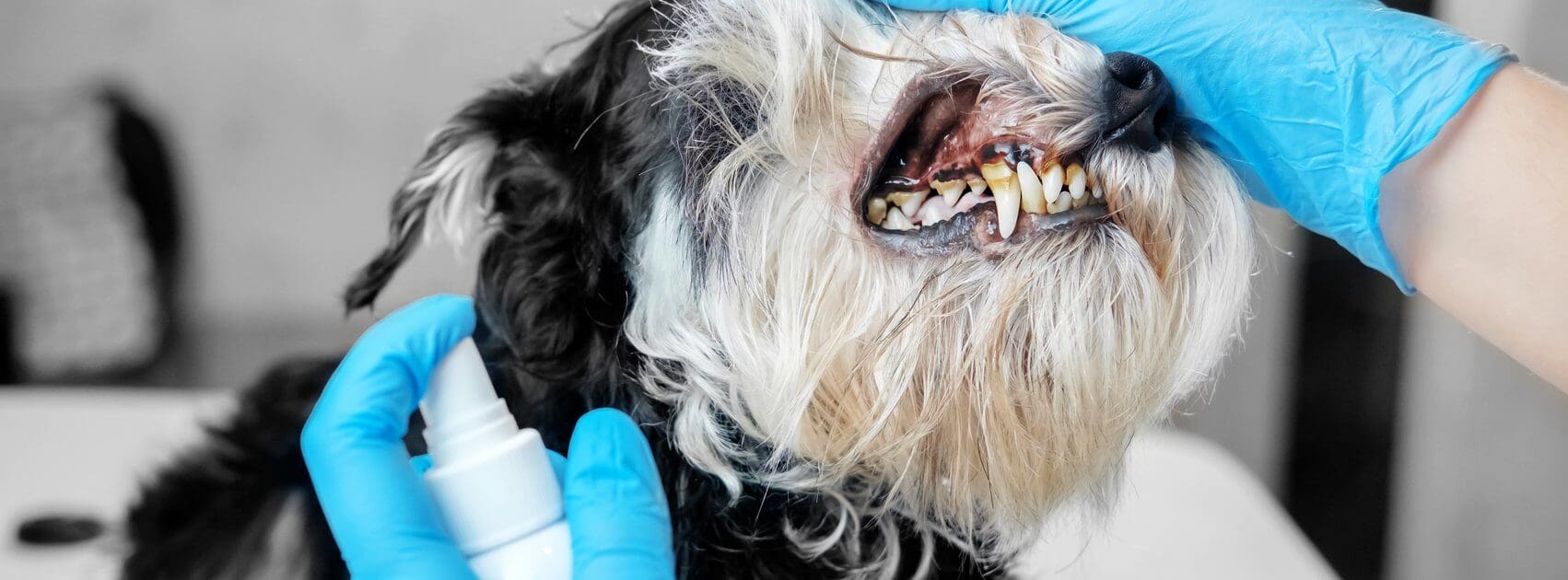 Pet Oral Care Products: Should I Put Alcohol on My Pet's Teeth?