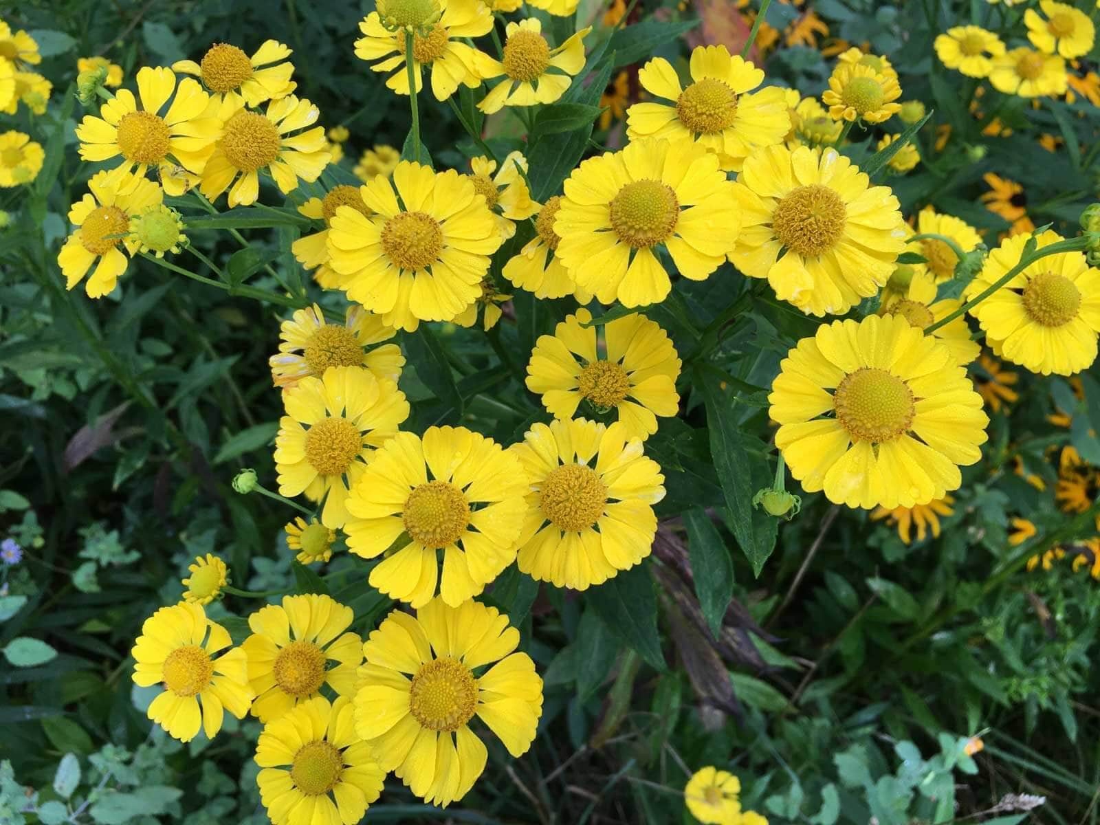 Summer-Perennial-Garden-Maintenance—Longfield-Gardens