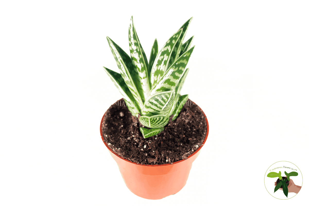 Tiger Aloe