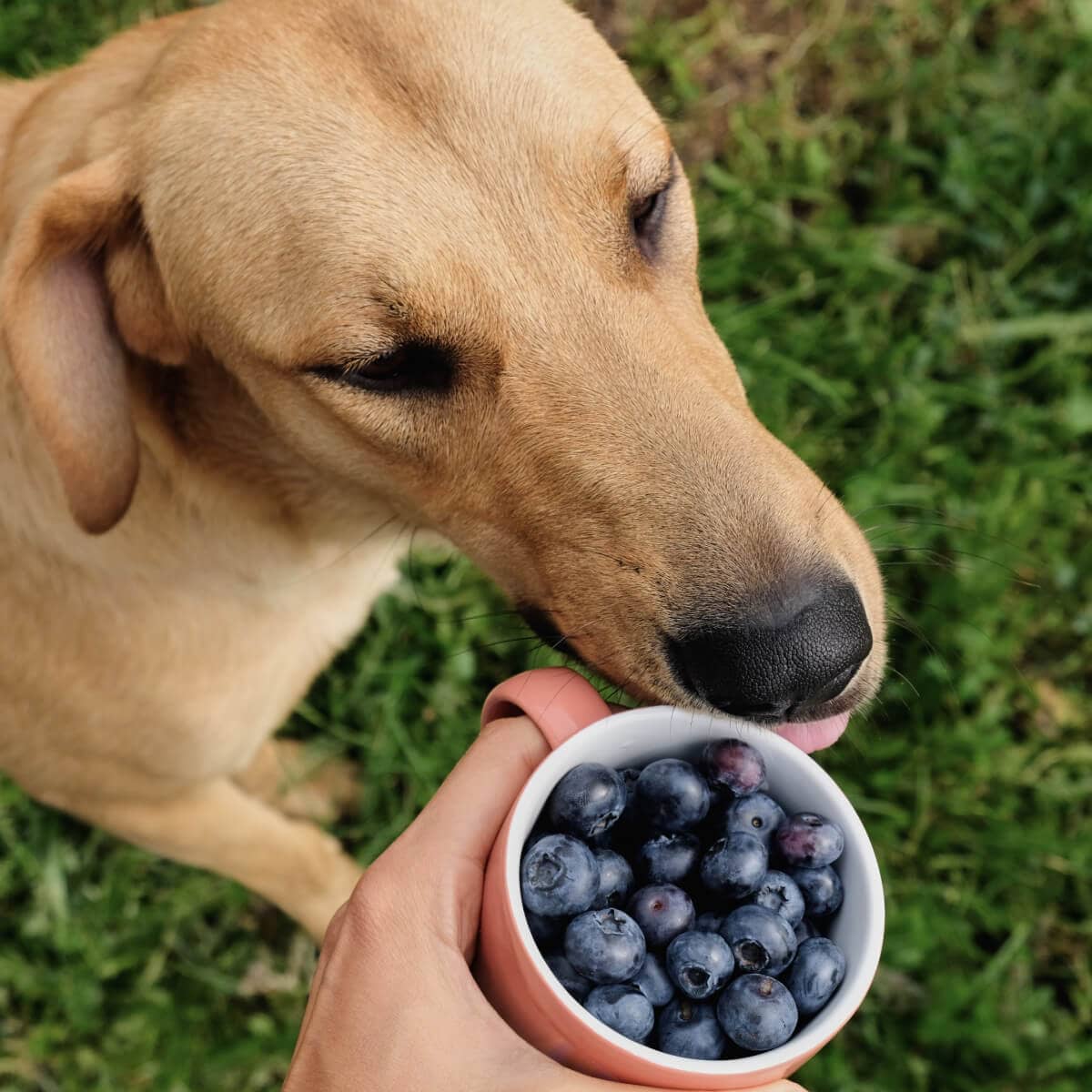 The Benefits of Blueberries for Dogs